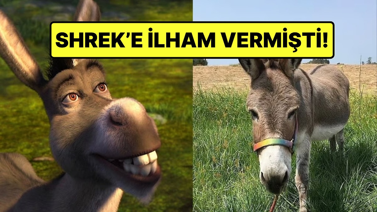 Shrek&apos;teki Eşek Karakterine İlham Olan Perry Vefat Etti